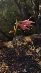 Zephyranthes advena