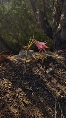 Zephyranthes advena
