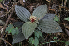 Melastoma