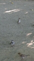 Passer domesticus
