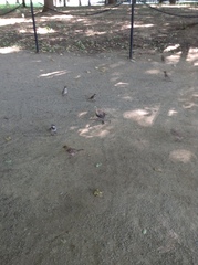 Passer domesticus