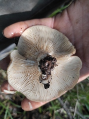 Lactarius ilicis