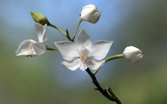 Caularthron bicornutum