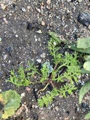 Matricaria discoidea