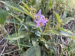 Solanum campylacanthum