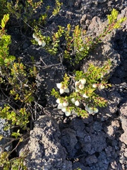Gaultheria poeppigii
