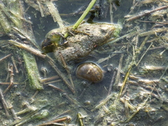 Lymnaeidae