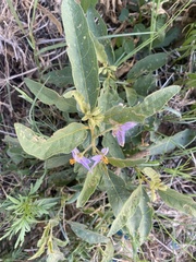 Solanum campylacanthum
