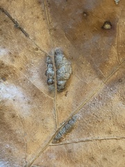 Taphrina caerulescens