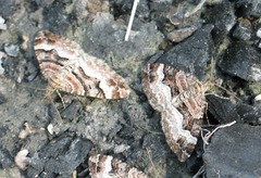 Xanthorhoe biriviata