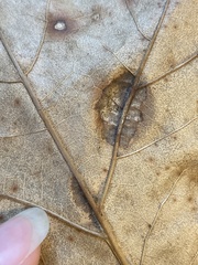 Taphrina caerulescens