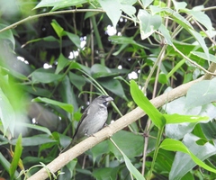 Sporophila frontalis