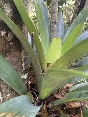 Vriesea gigantea