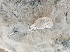 Dipodomys deserti