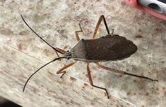Nyttum beckeri