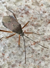 Nyttum beckeri