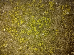 Flavoplaca