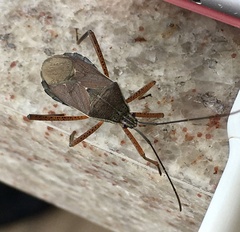 Nyttum beckeri
