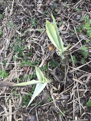 Arundo donax versicolor