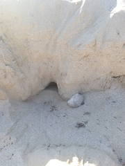 Dipodomys deserti