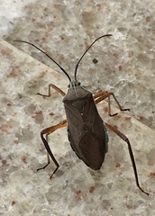 Nyttum beckeri