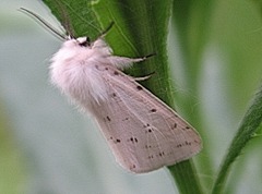 Spilosoma lubricipeda