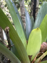 Vriesea gigantea