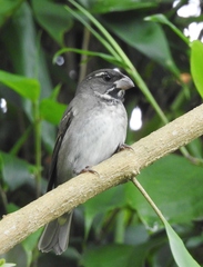 Sporophila frontalis