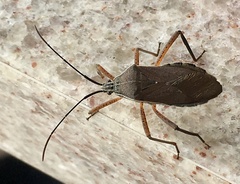 Nyttum beckeri