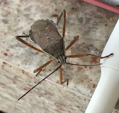 Nyttum beckeri