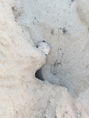 Dipodomys deserti