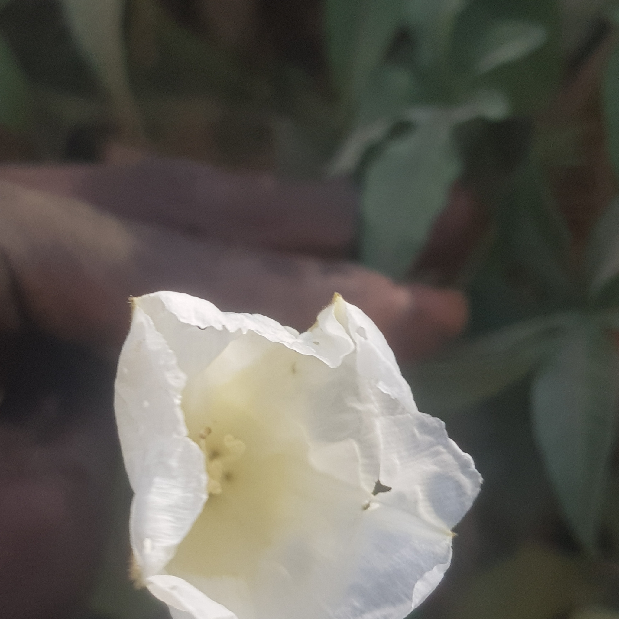 Imagem de Sete-léguas