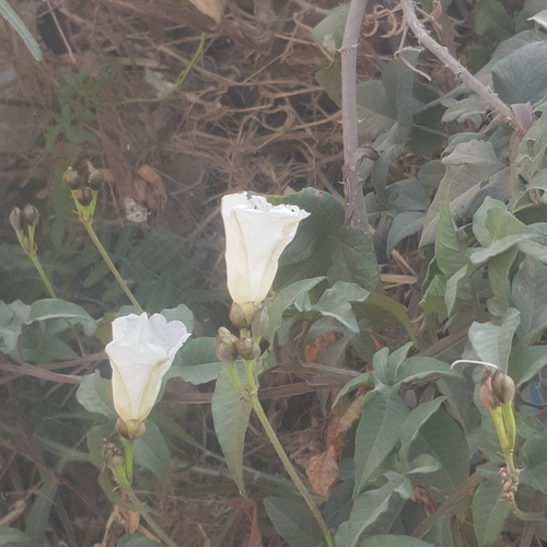 Foto de Sete-léguas