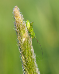 Tettigonia