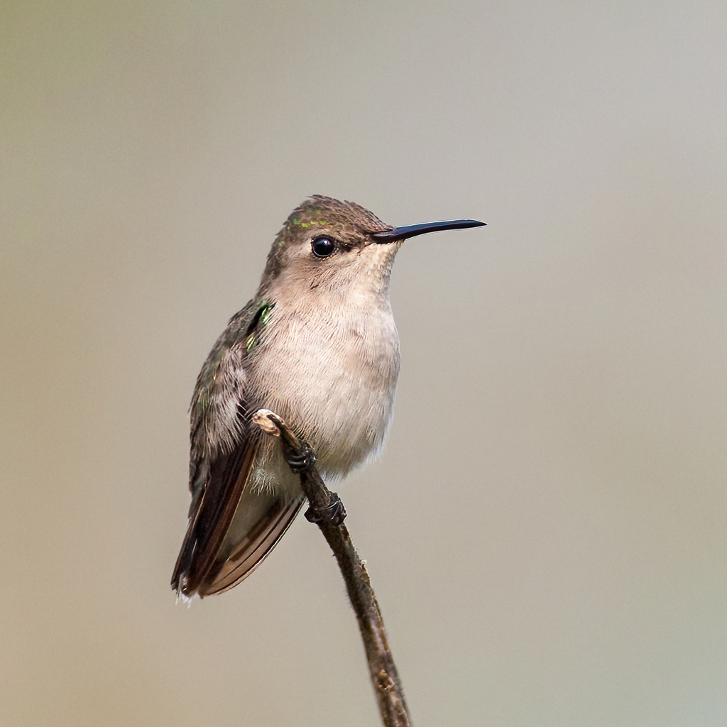 Bee Hummingbird (Mellisuga helenae)