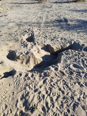 Dipodomys deserti