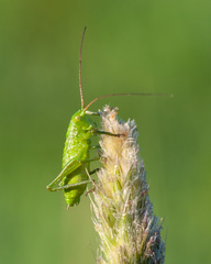 Tettigonia