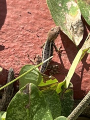 Sceloporus utiformis