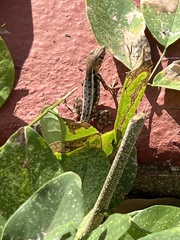 Sceloporus utiformis
