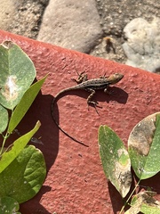 Sceloporus utiformis