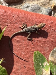 Sceloporus utiformis