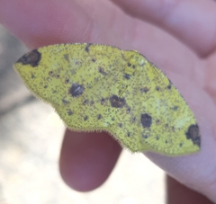 Periclina apricaria