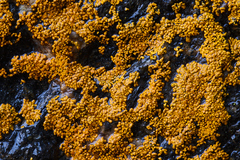 Acarosporaceae