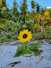 Helianthus debilis