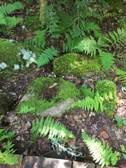 Dryopteris intermedia