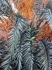 Myiopsitta monachus