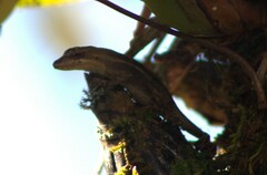 Anolis sminthus