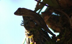 Anolis sminthus