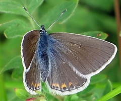 Polyommatus amandus