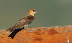 Alopochelidon fucata